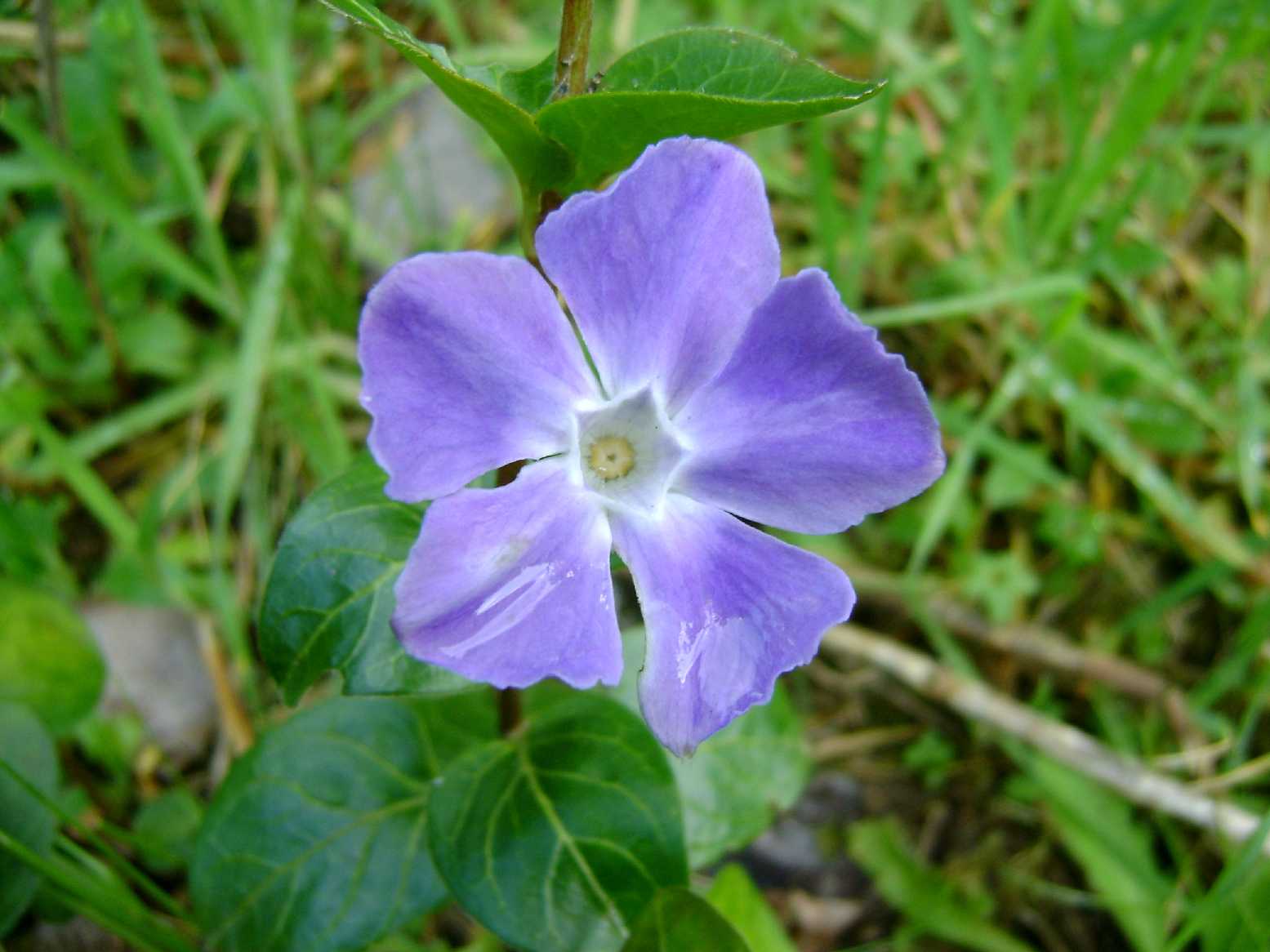 Vinca major / Pervinca maggiore